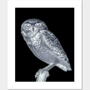 night owl Posters and Art